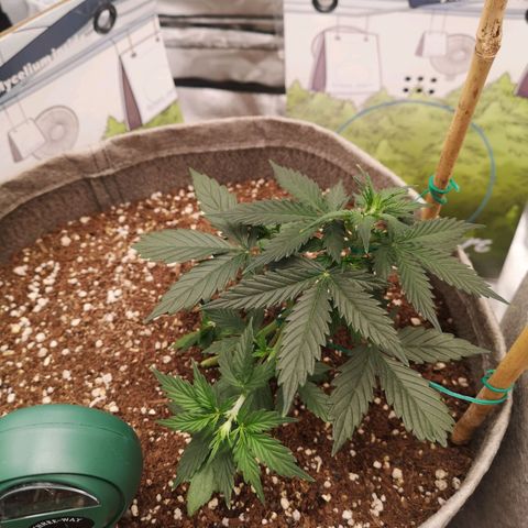 Royal gorilla automatic  growlog timeline photo