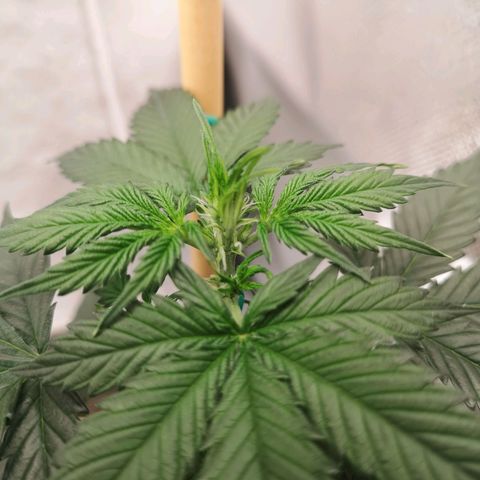 Royal gorilla automatic  growlog timeline photo