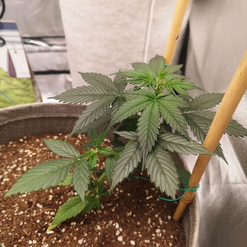 Royal gorilla automatic  growlog timeline photo