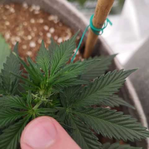 Royal gorilla automatic  growlog timeline photo