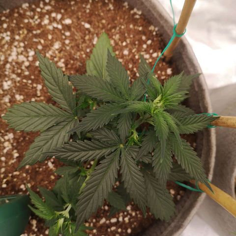 Royal gorilla automatic  growlog timeline photo