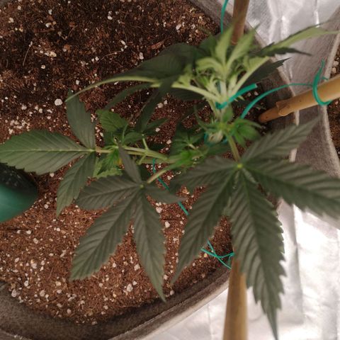 Royal gorilla automatic  growlog timeline photo