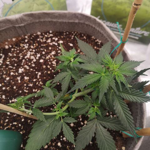 Royal gorilla automatic  growlog timeline photo