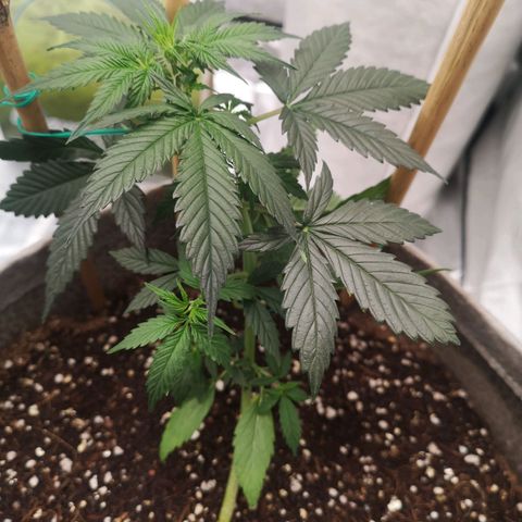 Royal gorilla automatic  growlog timeline photo