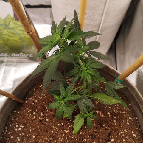 Royal gorilla automatic  growlog timeline photo
