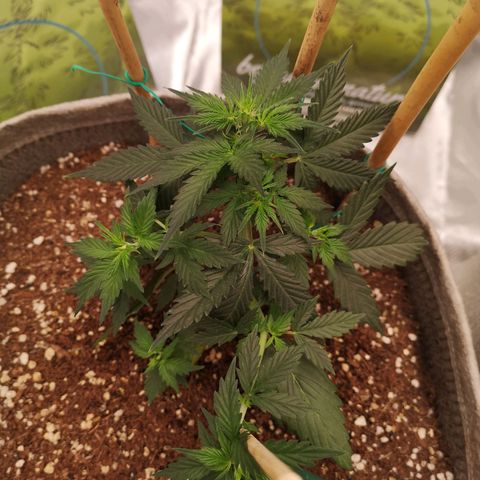 Royal gorilla automatic  growlog timeline photo