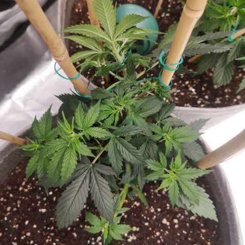 Royal gorilla automatic  growlog timeline photo