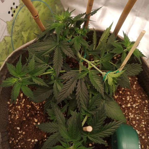 Royal gorilla automatic  growlog timeline photo