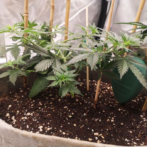 Royal gorilla automatic  growlog timeline photo