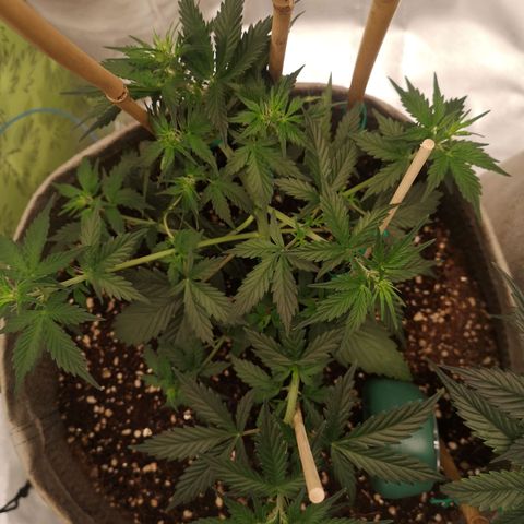 Royal gorilla automatic  growlog timeline photo