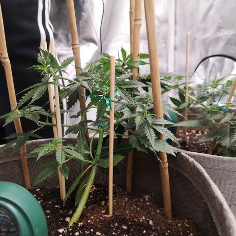 Royal gorilla automatic  growlog timeline photo
