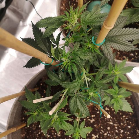 Royal gorilla automatic  growlog timeline photo