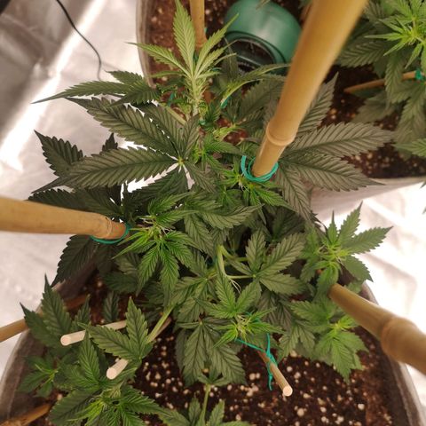 Royal gorilla automatic  growlog timeline photo