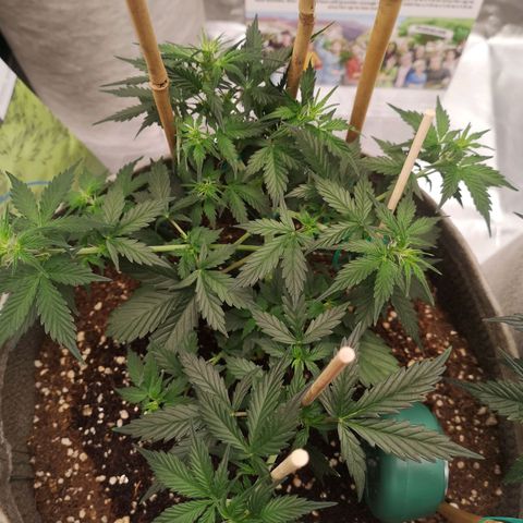 Royal gorilla automatic  growlog timeline photo