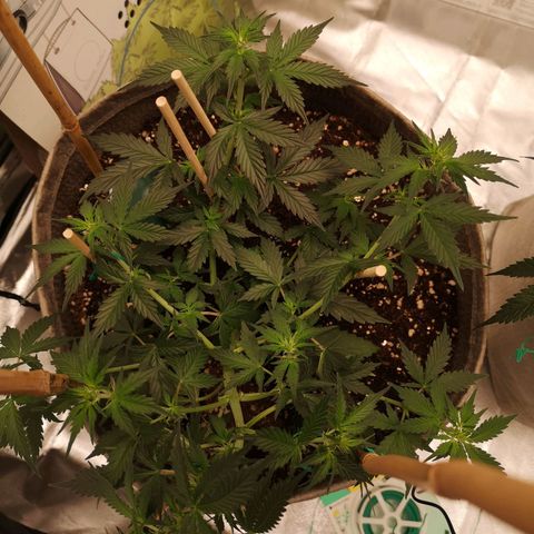 Royal gorilla automatic  growlog timeline photo