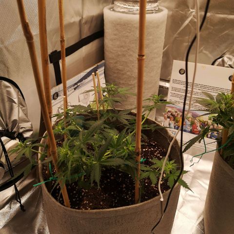 Royal gorilla automatic  growlog timeline photo