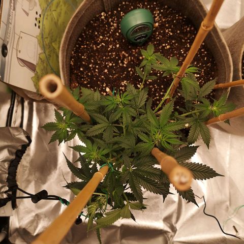 Royal gorilla automatic  growlog timeline photo