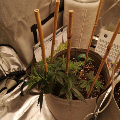 Royal gorilla automatic  growlog timeline photo