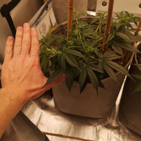 Royal gorilla automatic  growlog timeline photo