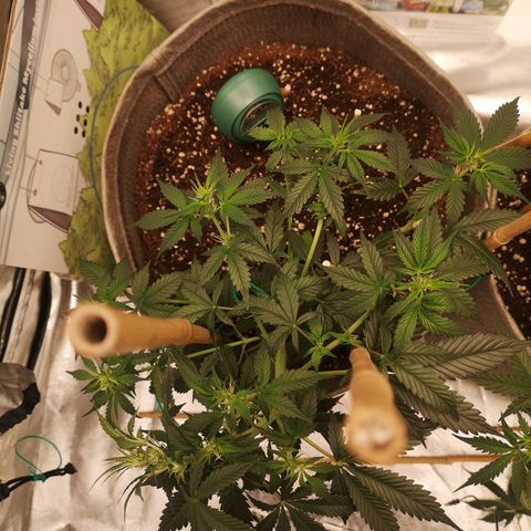 Royal gorilla automatic  growlog timeline photo