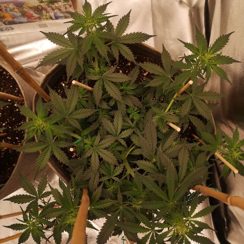 Royal gorilla automatic  growlog timeline photo