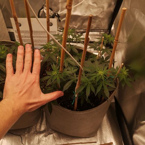 Royal gorilla automatic  growlog timeline photo