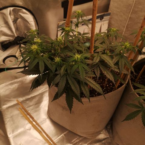 Royal gorilla automatic  growlog timeline photo