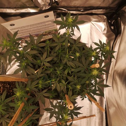 Royal gorilla automatic  growlog timeline photo