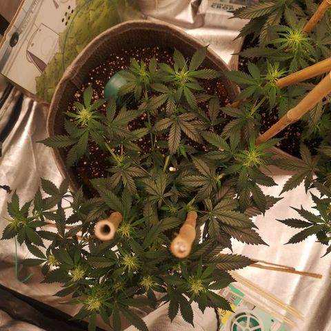Royal gorilla automatic  growlog timeline photo
