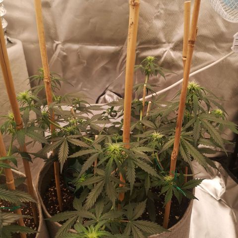 Royal gorilla automatic  growlog timeline photo