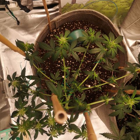 Royal gorilla automatic  growlog timeline photo