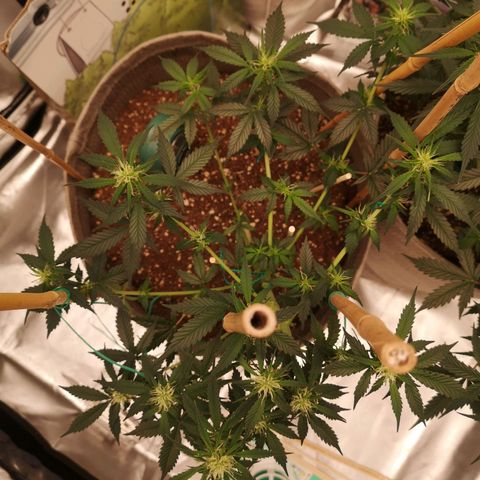 Royal gorilla automatic  growlog timeline photo