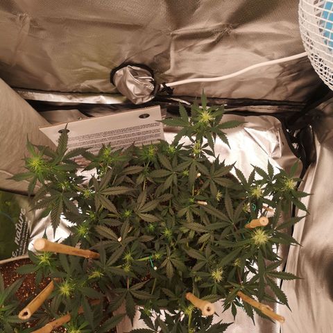Royal gorilla automatic  growlog timeline photo