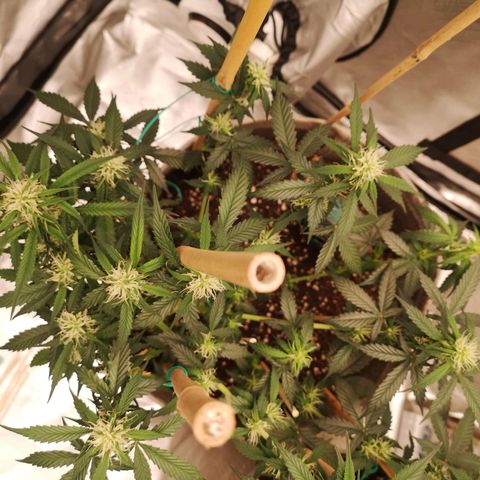 Royal gorilla automatic  growlog timeline photo