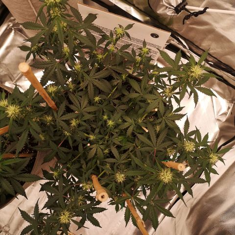 Royal gorilla automatic  growlog timeline photo