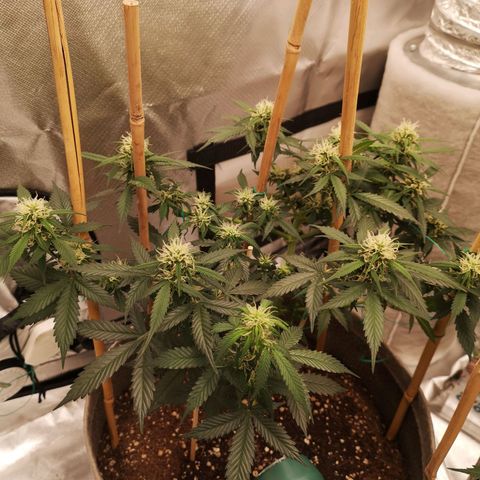 Royal gorilla automatic  growlog timeline photo