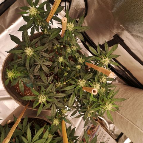 Royal gorilla automatic  growlog timeline photo