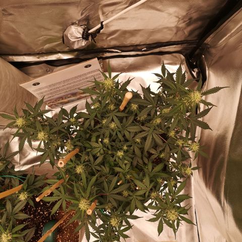 Royal gorilla automatic  growlog timeline photo