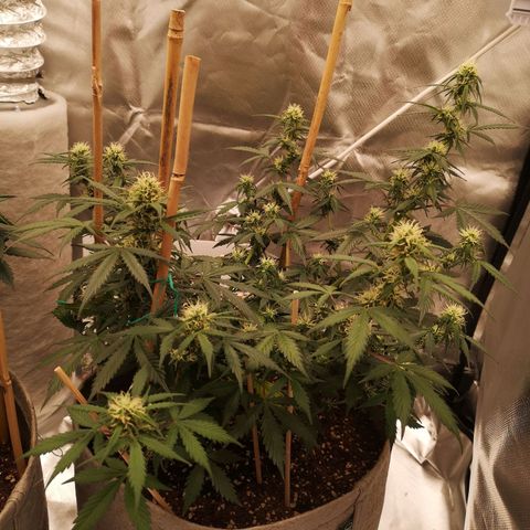 Royal gorilla automatic  growlog timeline photo