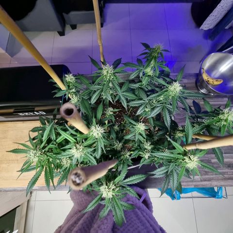 Royal gorilla automatic  growlog timeline photo