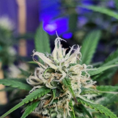 Royal gorilla automatic  growlog timeline photo