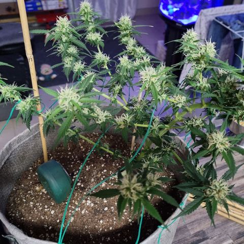 Royal gorilla automatic  growlog timeline photo