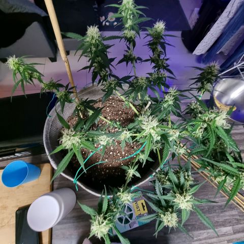 Royal gorilla automatic  growlog timeline photo