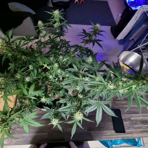 Royal gorilla automatic  growlog timeline photo
