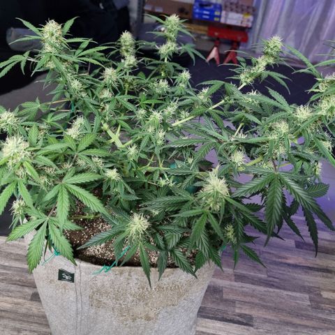 Royal gorilla automatic  growlog timeline photo