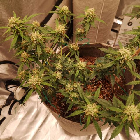 Royal gorilla automatic  growlog timeline photo