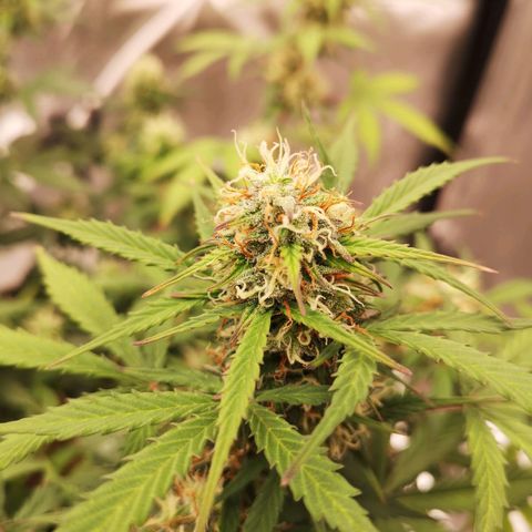 Royal gorilla automatic  growlog timeline photo