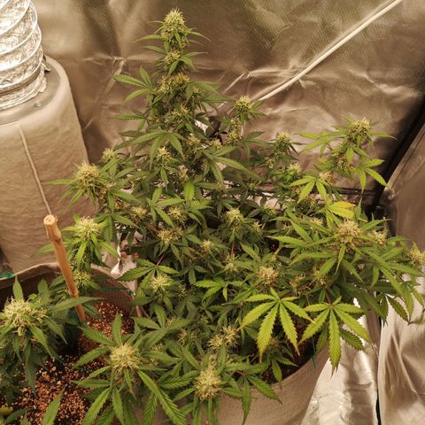 Royal gorilla automatic  growlog timeline photo