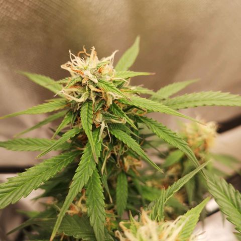 Royal gorilla automatic  growlog timeline photo