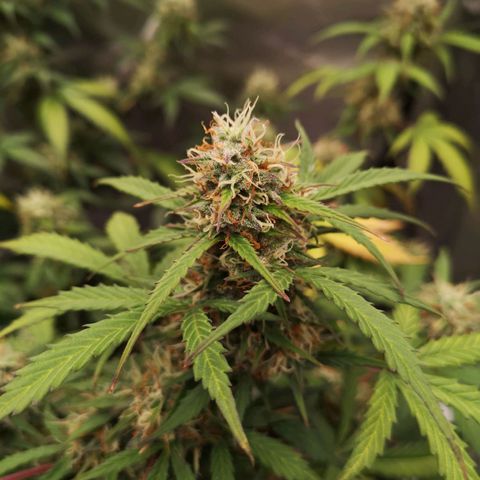 Royal gorilla automatic  growlog timeline photo